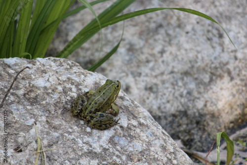 frog on a stone