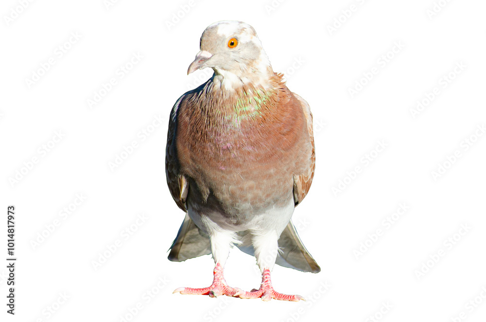 Obraz premium Full body of standing pigeon bird isolated on transparent background.
