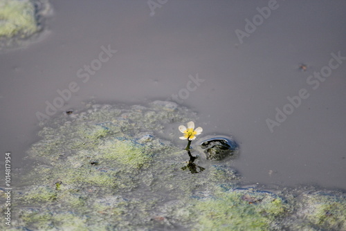 water lily flower