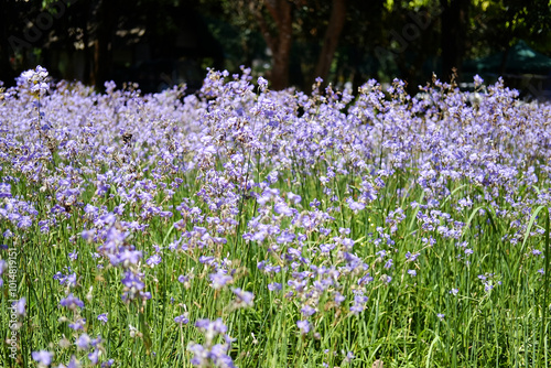 landscape Blooming purple Murdannia Giganteum flower agriculture in meadow field with natural sunlight in summer of Thailand. Copy Space