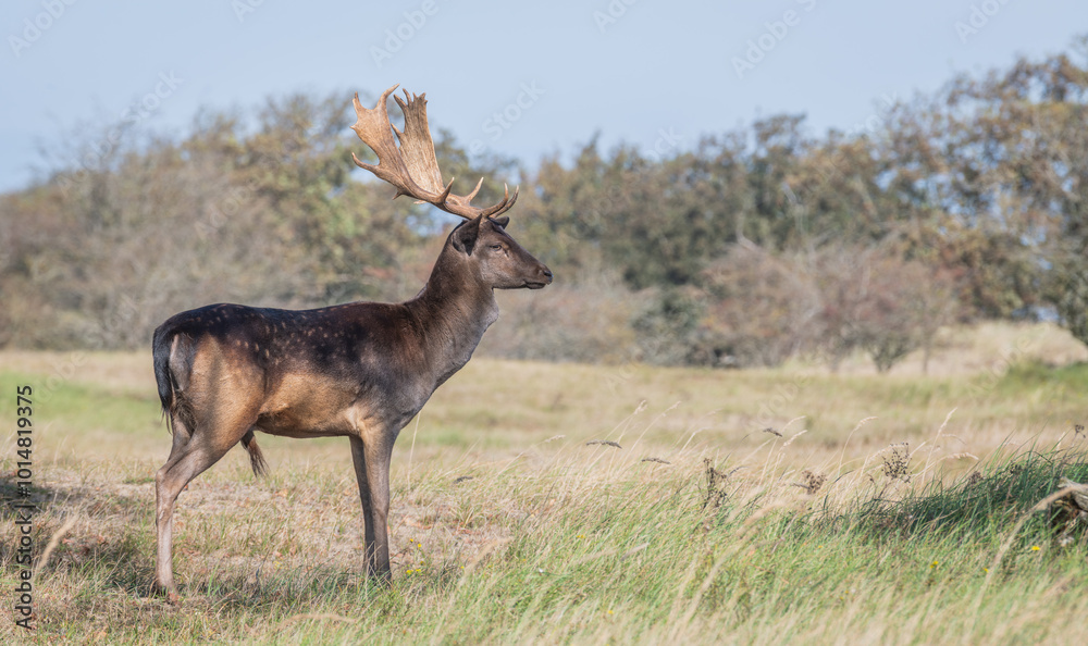 Beautiful brown male fallow deer standing in grassland in the Amsterdamse waterleidingduinen, the Netherlands. Amazing male deer with big antlers. Mating season. Rutting time. Beautiful brown male fallow deer standing in grassland in the Amsterdamse waterleidingduinen, the Netherlands. Amazing male deer with big antlers. Mating season. Rutting time.