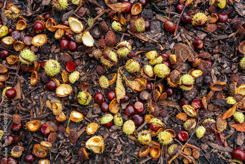 Obraz na plátně chestnuts in the duff warm autumn fall background