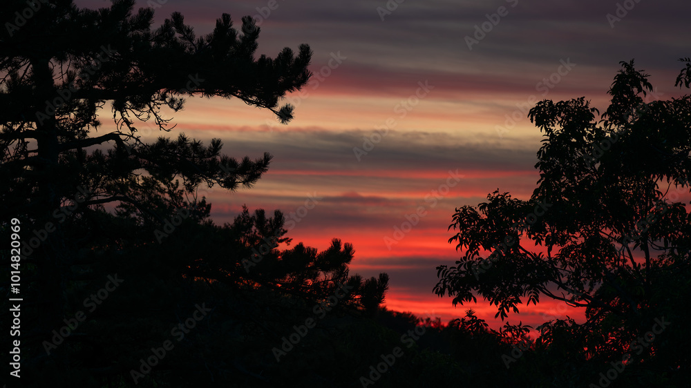 Atmospheric afterglow behind trees in silhouette. Atmospheric afterglow behind trees in silhouette.