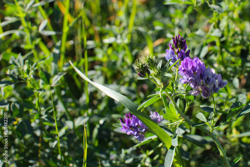 Alfalfa field on a sunny summer day