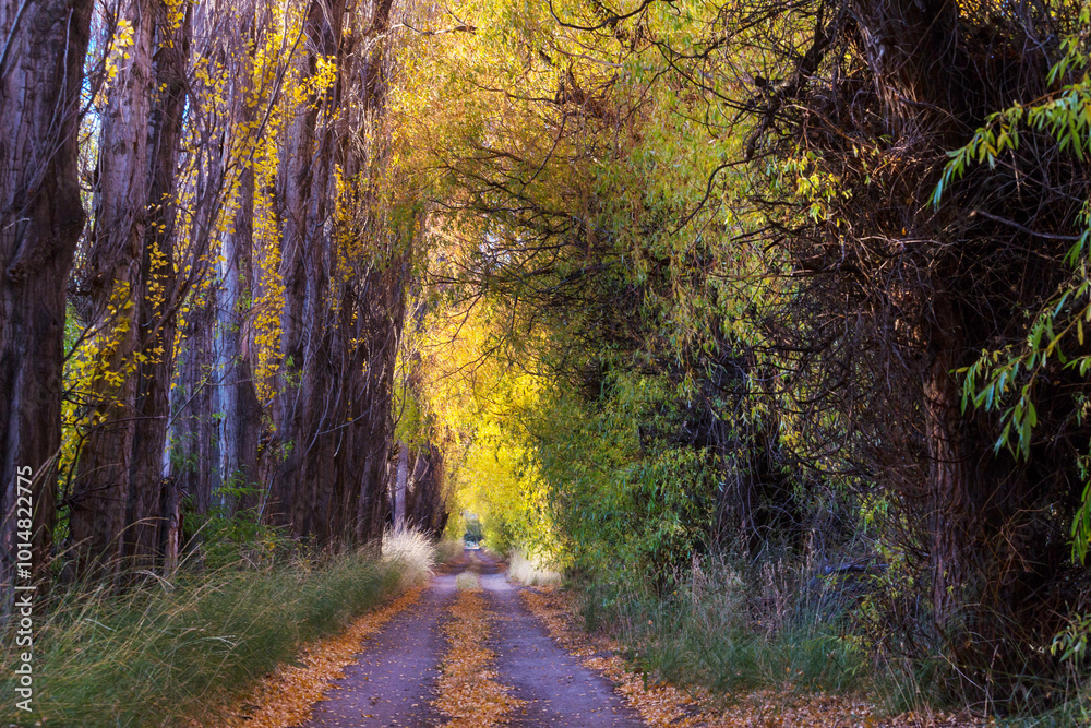 Fototapeta premium Autumn road