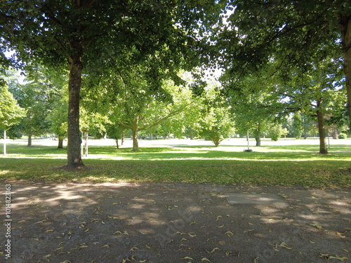 tree-lined walking path in the park