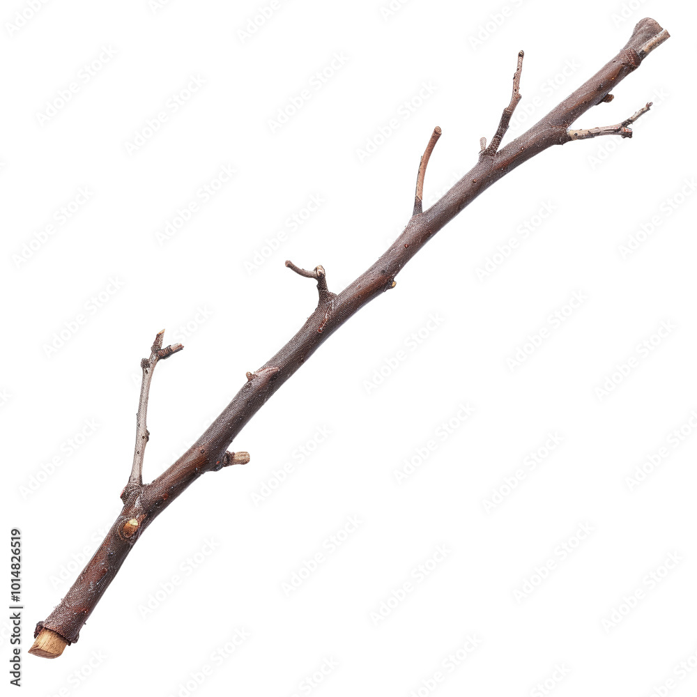 Natural Twisted Branch with Dried Twigs and Bumps on Surface Natural Twisted Branch with Dried Twigs and Bumps on Surface