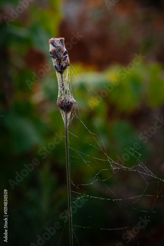 spider-web on a purple flower in october with dew