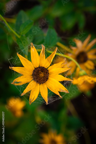 sunflower in the garden