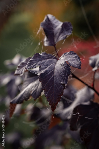 autumn leaves in the garden