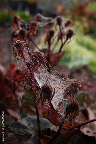 spider-webb on autumn leaves in october