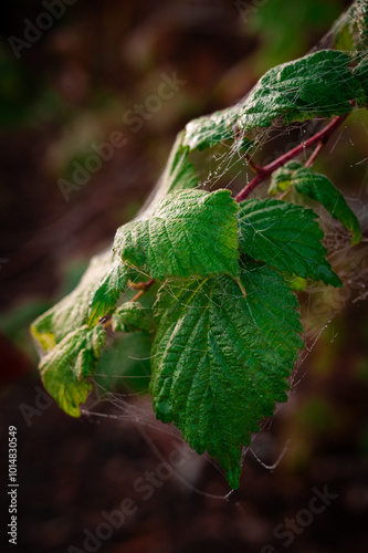 spiderwebb on leaves early morning in the fall