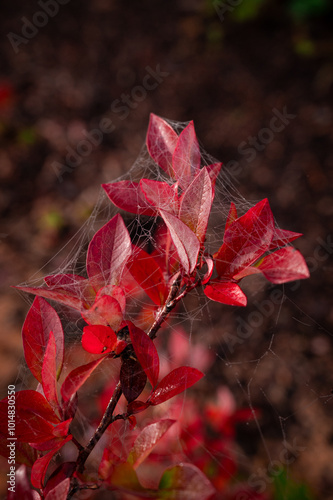 red autumn leaves