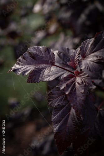 autumn leaves in the forest