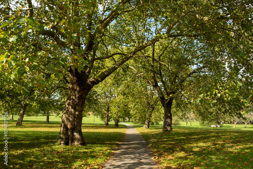 Fototapeta Naklejka Na Ścianę i Meble -  Trees in the park