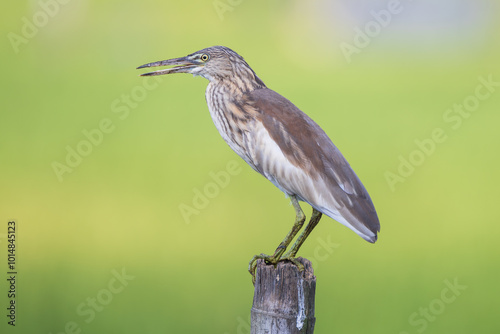 Indian Pond Heron (Ardeola grayii) perched close-up. The Indian Pond Heron is a small, stocky bird found near wetlands. It has striking plumage during breeding season and stealthy hunting. photo