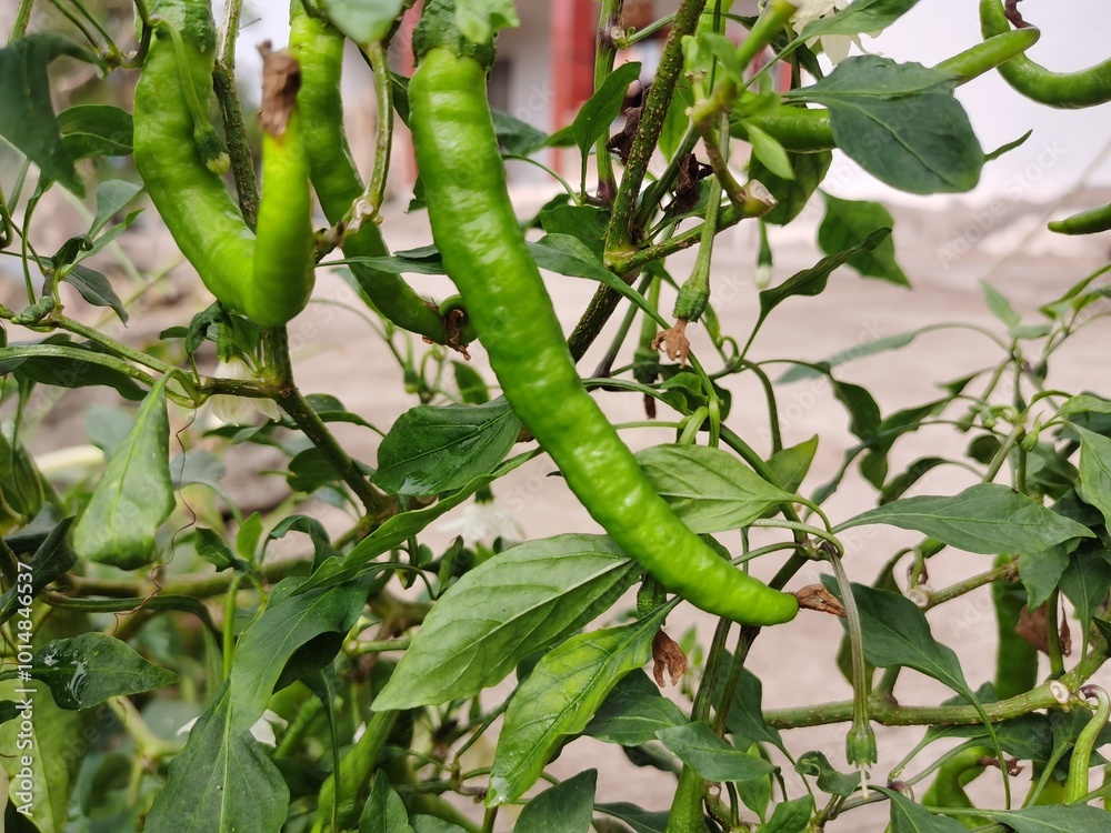 Green chili plants in farmer's field close view.Green peppers hanging on a pepper tree .Green peppers not picking yet Green chili plants in farmer's field close view.Green peppers hanging on a pepper tree .Green peppers not picking yet