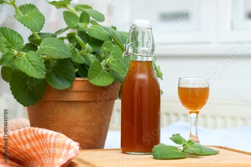 Homemade syrup made from fresh leaves of Plectranthus (Coleus) amboinicus, lemon slices and brown sugar. Traditional herb also known as Cuban oregano in a flower pot. photo