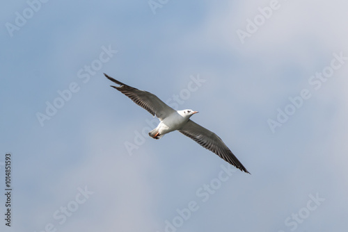 Black-headed Gull (Chroicocephalus ridibundus) in flight. The black-headed gull is a small, adaptable seabird with a dark head in summer, found near coasts, wetlands, and inland.