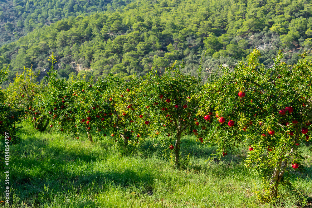 Fototapeta premium Red Ripe Pomegranate Fruits Grow on Pomegranate Tree in a Garden, Ready for Harvest.