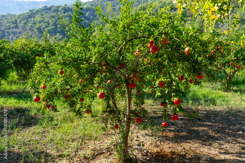 Fototapeta Naklejka Na Ścianę i Meble -  Red Ripe Pomegranate Fruits Grow on Pomegranate Tree in a Garden, Ready for Harvest.