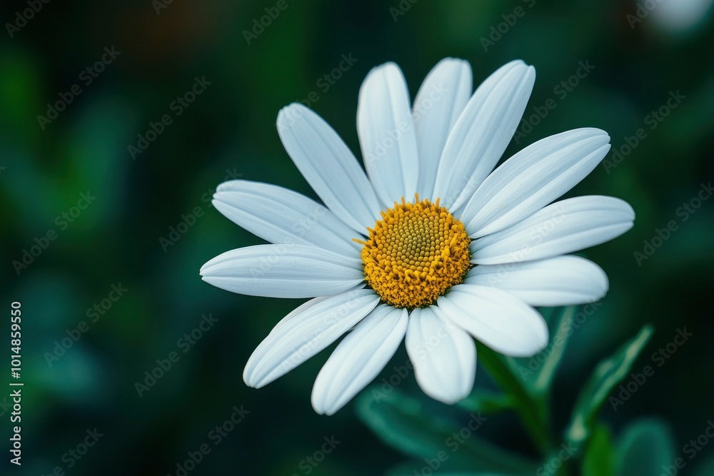cape daisy background - generative ai cape daisy background - generative ai