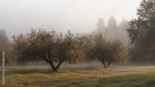Wallpaper Mural Rustic apple orchard at harvest, early morning mist and dew-covered apples glistening on trees,  Torontodigital.ca