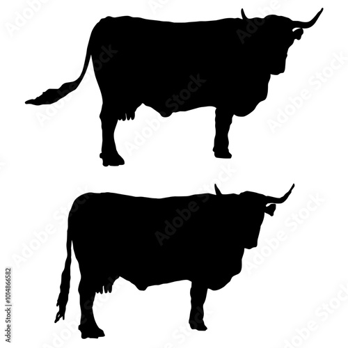 vacas bravas 