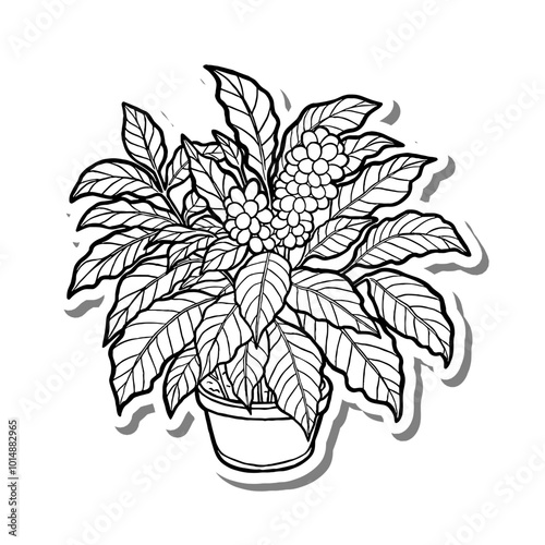 Coffee Arabica Houseplant Outline on white silhouette and gray shadow. Hand drawn cartoon style. Vector illustration for decorate, coloring and any design.