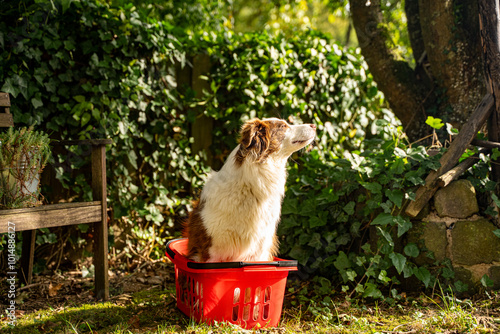 Dog in a Red Basket Looking Up