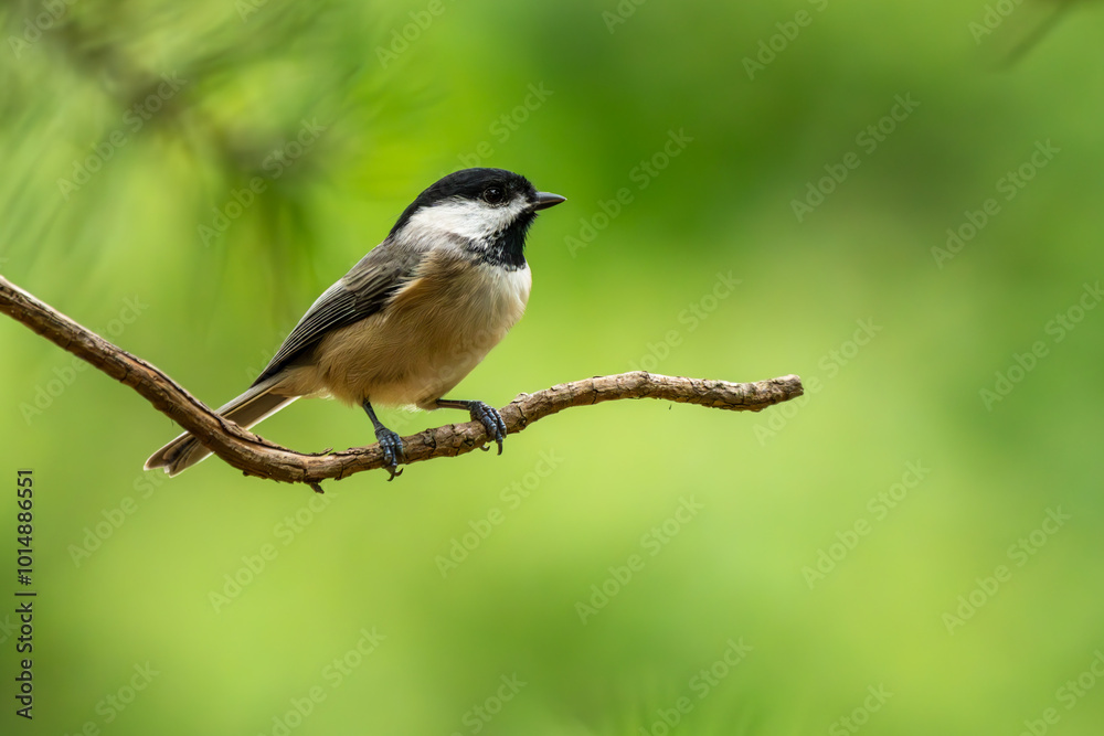 Carolina Chickadee perched on a tree branch Carolina Chickadee perched on a tree branch