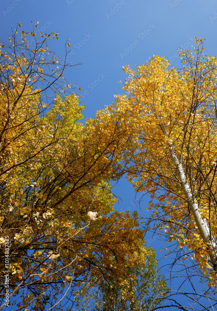 A beautiful blue sky with two trees in the foreground A beautiful blue sky with two trees in the foreground