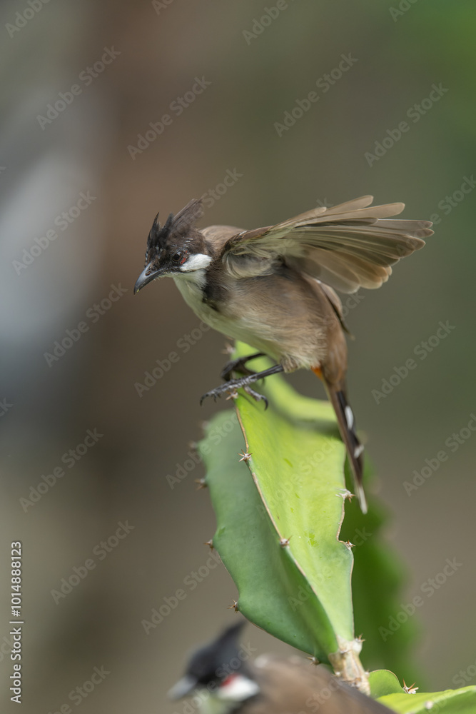 Obraz premium Red-eared Bulbul on a pitaya branch.