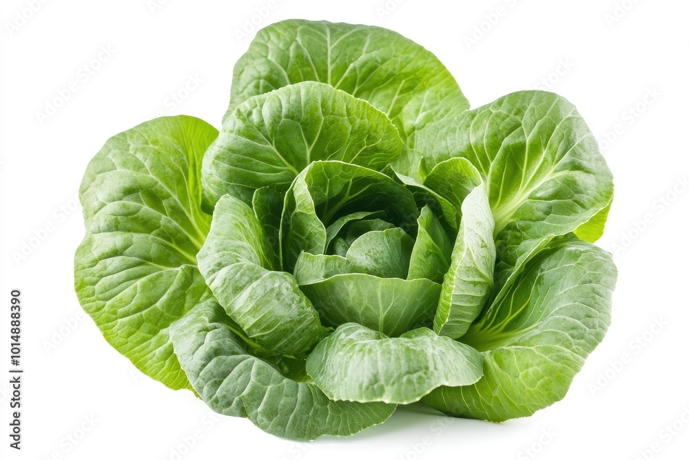 Fresh pak choi cabbage isolated on white background with full depth of field - generative ai Fresh pak choi cabbage isolated on white background with full depth of field - generative ai