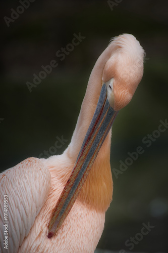 Pink Pelican