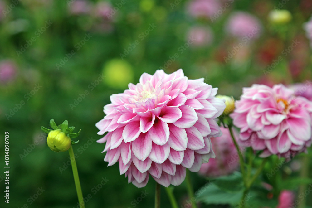 Obraz premium Macro image of pink ball Dahlia blooms, Oxfordshire England 