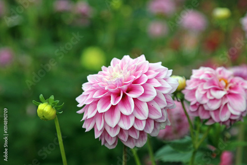 Macro image of pink ball Dahlia blooms, Oxfordshire England 