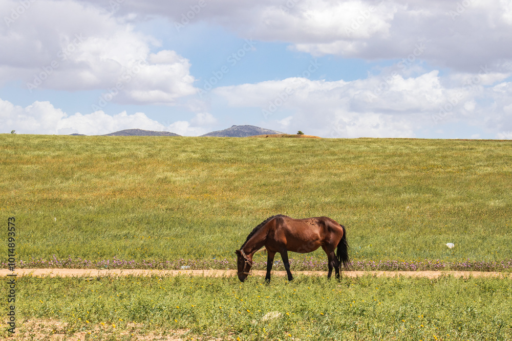 Graceful Hucul Pony Roaming in the Wilderness Graceful Hucul Pony Roaming in the Wilderness