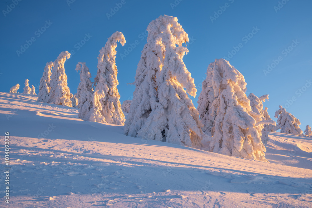 Snow-covered trees in winter sunrise
