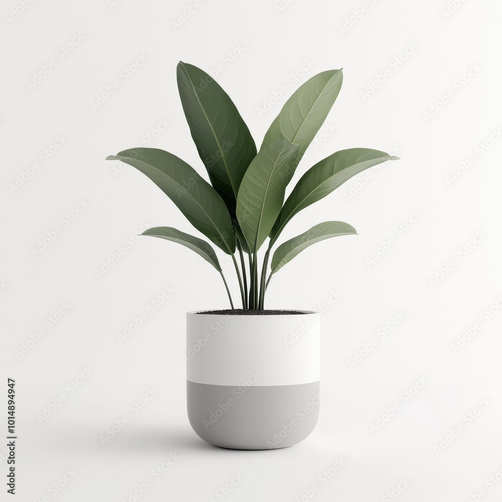 A potted plant, living room decor, large indoor plant in a ceramic pot, isolated on white background A potted plant, living room decor, large indoor plant in a ceramic pot, isolated on white background