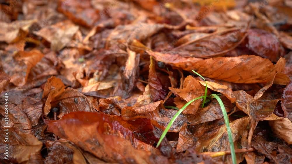 Rusty yellow autumn leaves lie on the ground under the rain, creating a serene and tranquil natural scene, perfect for seasonal themes and nature lovers Rusty yellow autumn leaves lie on the ground under the rain, creating a serene and tranquil natural scene, perfect for seasonal themes and nature lovers