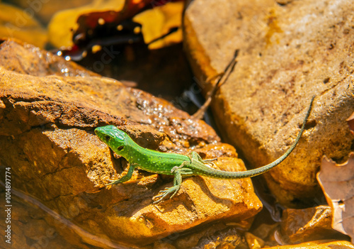 Podarcis waglerianus Lizards in the Wild