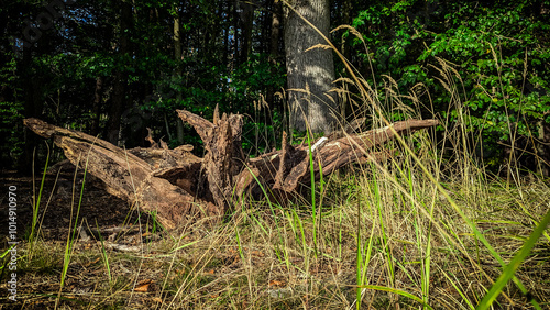 green forest , suuny day photo