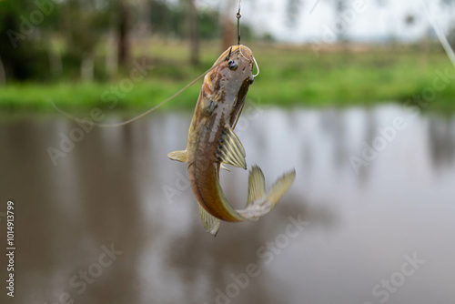 Fisherman, small wild catfish caught on hook photo