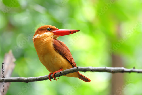 A beautiful Ruddy Kingfisher perched on a branch and was looking for food. photo