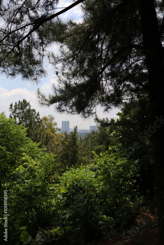 trees in the forest