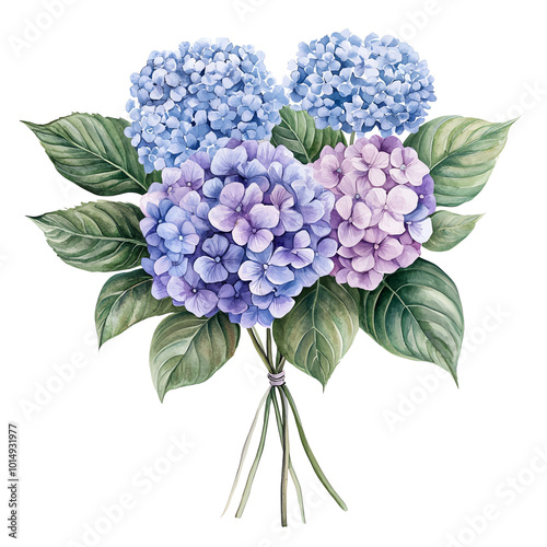 Hydrangea bouquet with green leaves, white isolate background. transparent background