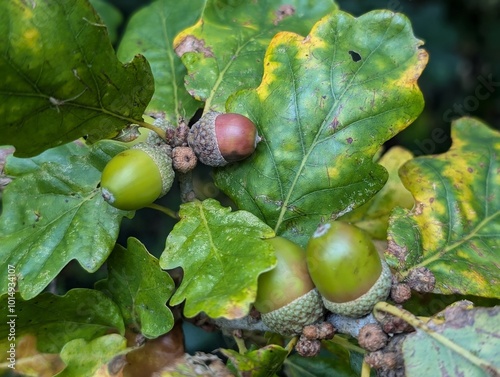 Acorns on an oak tree (Quercus) in autumn photo