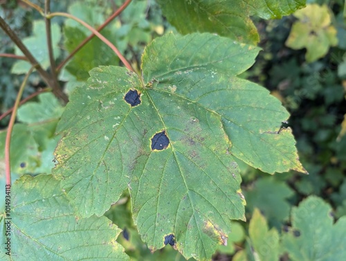 A Sycamore Leaf showing Sycamore Tarspot fungus (Rhytisma acerinum) photo