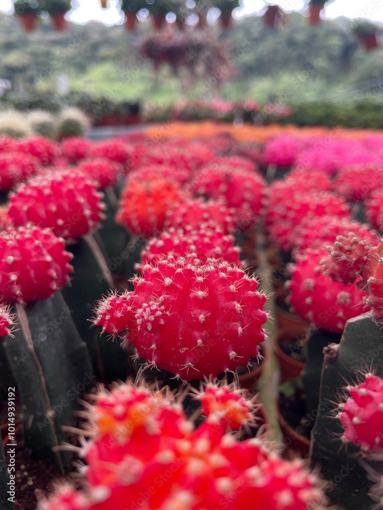 many coloured cactus is small pot red pink many coloured cactus is small pot red pink